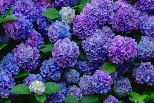 1042392 (a): :2306x1536